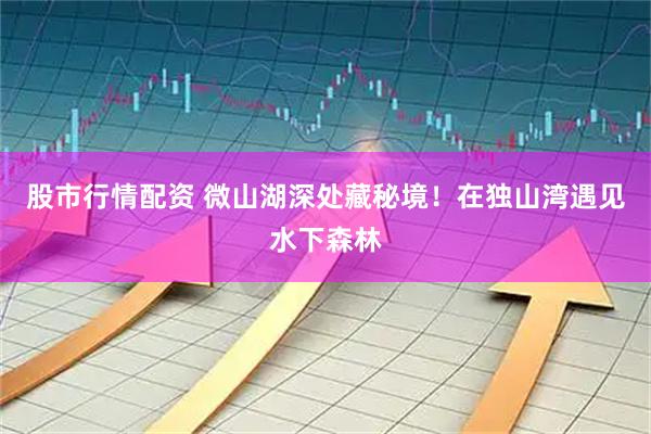 股市行情配资 微山湖深处藏秘境！在独山湾遇见水下森林
